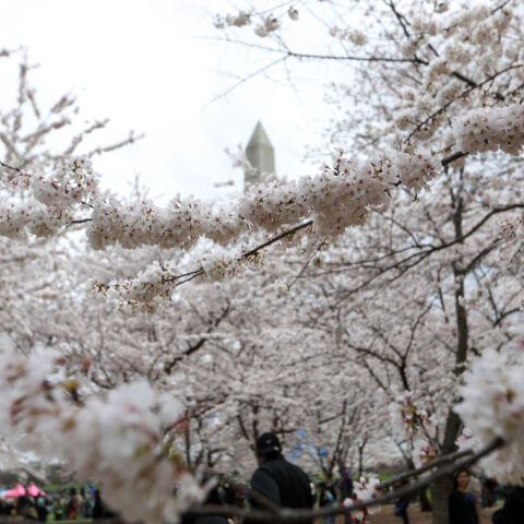 DC’s cherry blossoms coming early due to confusing weather
