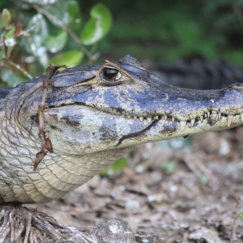 Αλιγάτορας που εκλάπη ως αυγό από ζωολογικό κήπο βρέθηκε σε αυλή σπιτιού μετά από 20 χρόνια