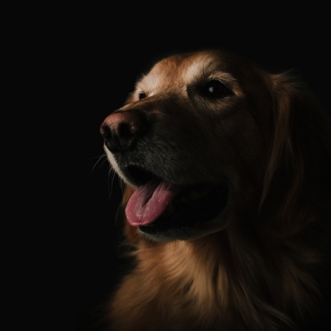 Ιωάννινα: Συνελήφθη άντρας που άφησε το σκύλο του να πεθάνει αλυσοδεμένος 