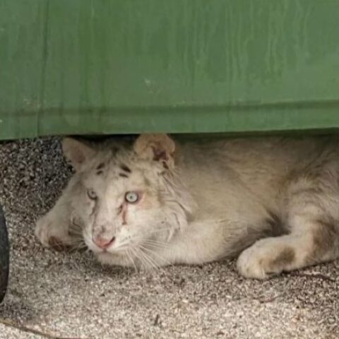 Αττικό Πάρκο: Ανοιχτό το ενδεχόμενο ευθανασίας για το τιγράκι που βρέθηκε εγκαταλελειμμένο στα σκουπίδια