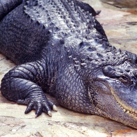 ΗΠΑ: Viral ο αλιγάτορας που λυγίζει τα κάγκελα φράχτη