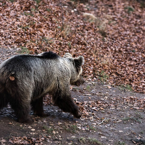 Αρκούδα στο Κέντρο Προστασίας του Αρκτούρου στο Νυμφαίο