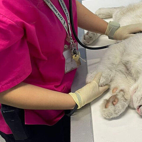 Κτηνίατρος από το Αττικό Ζωολογικό Πάρκο φροντίζει το λευκό τιγράκι