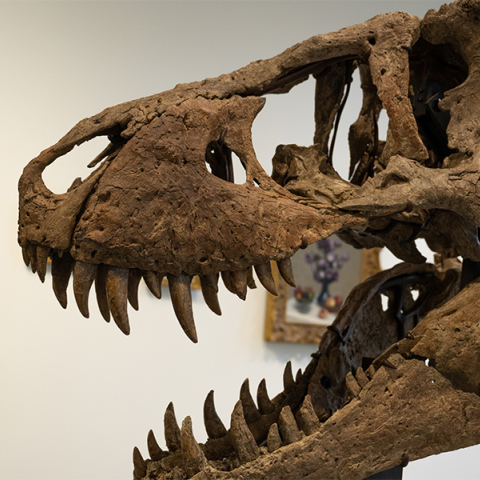 Τυραννόσαυρος Ρεξ