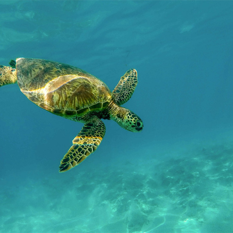 Θαλάσσια χελώνα