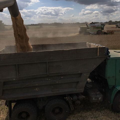 Φόρτωση σιτηρών σε φορτηγό σε αγροτική περιοχή κοντά στο Κίεβο της Ουκρανίας