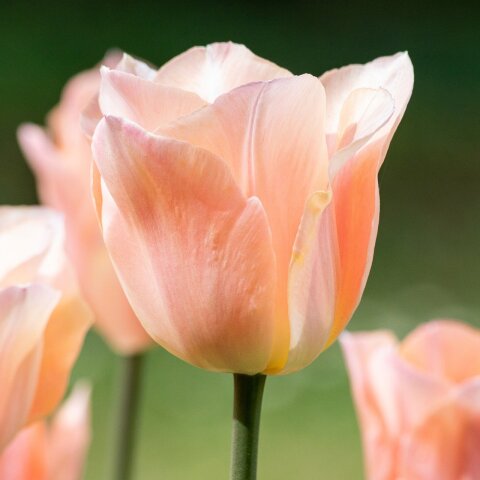 Εορτολόγιο 16 Μαρτίου 2023 @pixabay