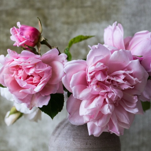 Λίγα λουλούδια σε γλαστράκι για τους εορτάζοντες σήμερα