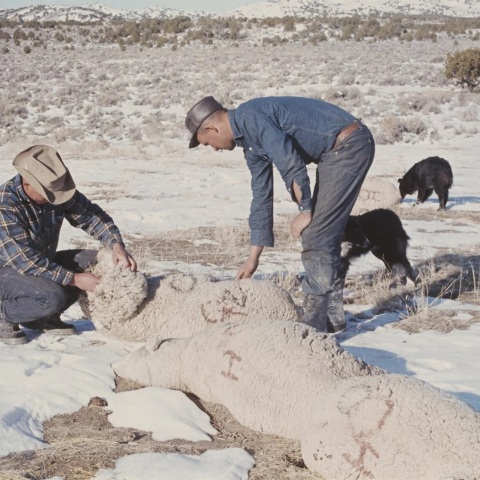 Dugway sheep incident
