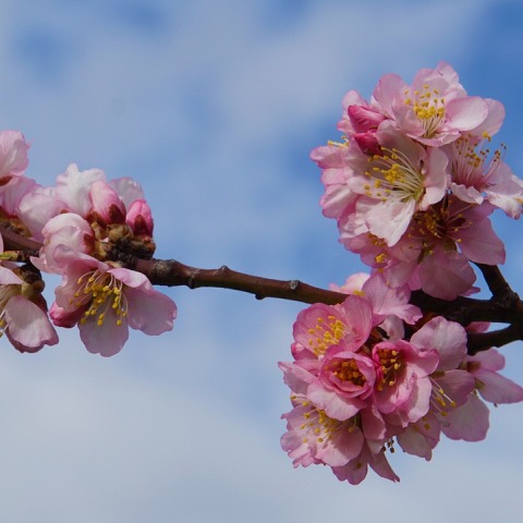 Ανθισμένη αμυγδαλιά 