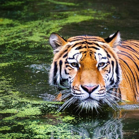 Τίγρης μέσα στο νερό