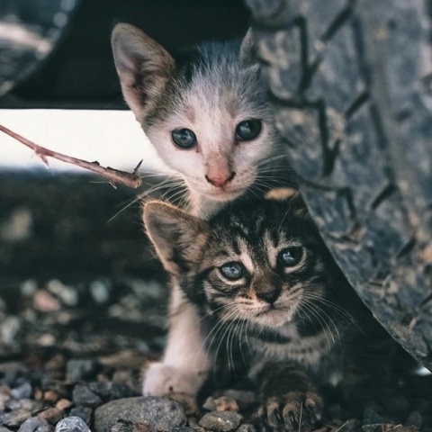 Βόλος: Πρόστιμο 120.000 ευρώ στην 75χρονη που πέταξε στα σκουπίδια τέσσερα νεογέννητα γατάκια
