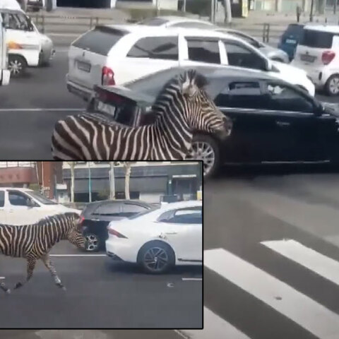 Ζέβρα σε πολυσύχναστο δρόμο της Σεούλ