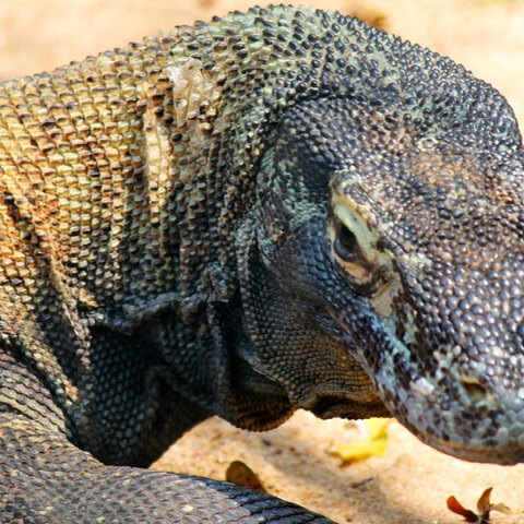 Δράκος του Κόμοντο