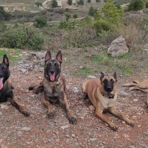 Τα Μαλινουά της Anubis Coldcase K9 ΤΕΑΜ