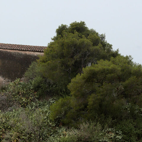 Η Παναγία Μεσοσπορίτισσα στην Ελευσίνα