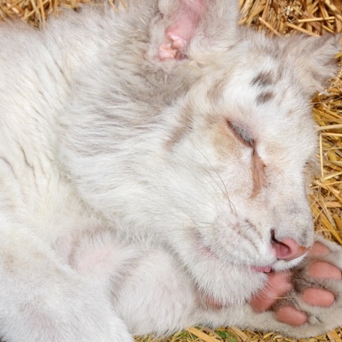 Αττικό Ζωολογικό Πάρκο: Ευθανασία στο λευκό τιγράκι προτείνουν οι κτηνίατροι