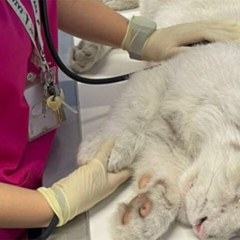 Λευκό τιγράκι