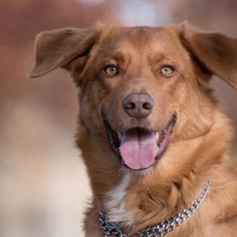 Τύρναβος: Πυροβόλησαν αδέσποτο σκυλάκι