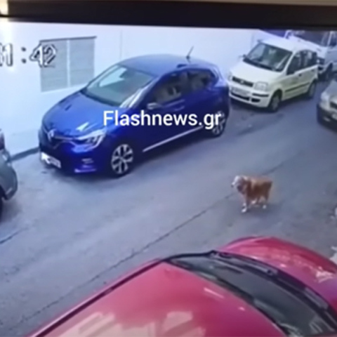 Οδηγός πάτησε εν ψυχρώ σκύλο με το αυτοκίνητό της