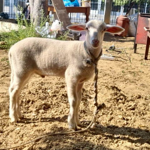 Επιχείρησαν να σφάξουν και να ψήσουν αρνάκι σε προαύλιο χώρο εκκλησίας