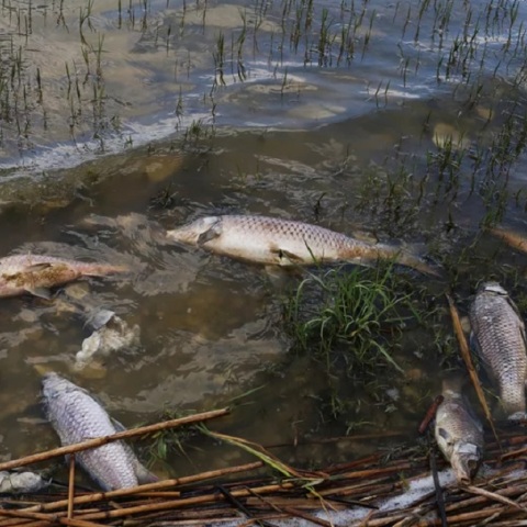 Θεσσαλία: Nεκρά ψάρια στη λίμνη Κάρλα λόγω λειψυδρίας