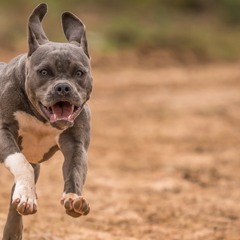 Βύρωνας - Καισαριανή: Άνδρας βάζει το πίτμπουλ του να σκοτώνει γατάκια και τα πετάει στα σκουπίδια