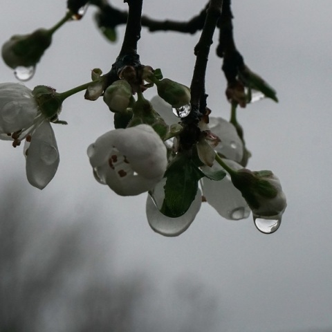 Καιρός την Πρωτομαγιά - Τσατραφύλλιας: «Βροχερή, όχι όμως για όλους»