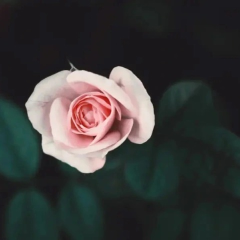 Εορτολόγιο: Σήμερα 30 Απριλίου 2023 γιορτάζει…