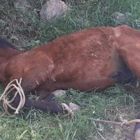 Περιστατικά κακοποίησης ζώων σε Τζια και Ύδρα: Διώξεις και πρόστιμα