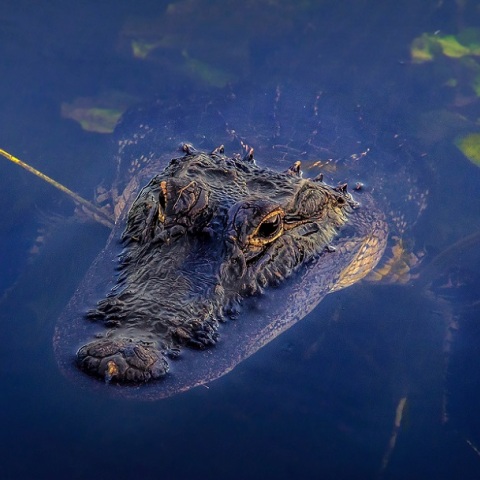 Αυστραλία: Αγνοούμενος ψαράς βρέθηκε μέσα σε έναν κροκόδειλο