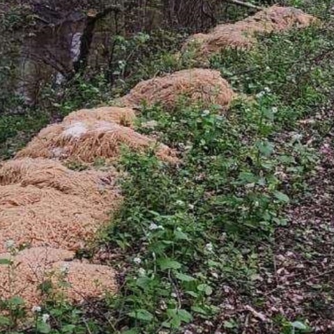 Μυστήριο με σορούς από μακαρόνια δίπλα σε ρέμα στο Νιου Τζέρσεϊ