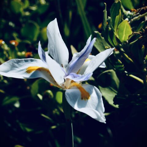 Λουλούδι της άνοιξης