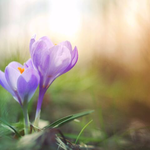 Λουλούδια της άνοιξης