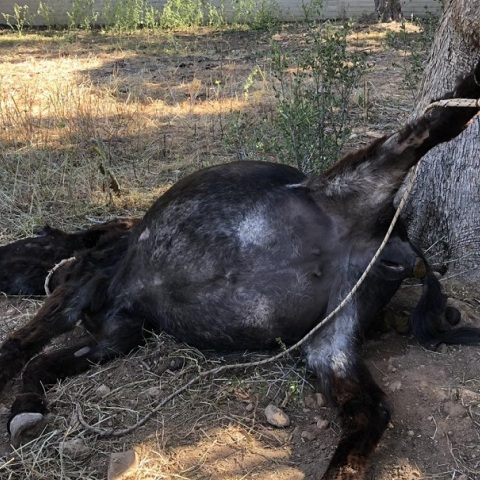 Κορωπί: 30.000 ευρώ πρόστιμο στον ιδιοκτήτη του γαϊδουριού που μπλέχτηκε στο σκοινί του και πέθανε