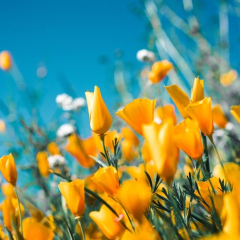 Εορτολόγιο: Σήμερα 9 Μαΐου 2023 γιορτάζει…