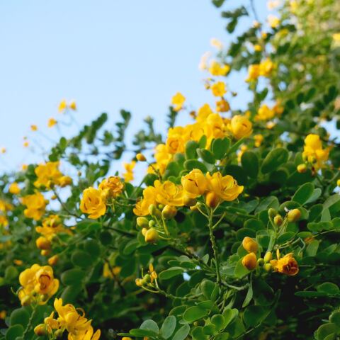 482 - Ιουστινιανός Α´, Βυζαντινός αυτοκράτορας 1414 - Φραγκίσκος Α΄, δούκας της Βρετάνης 1557 - Φιοντόρ Α΄, τσάρος της Ρωσίας 1720 - Κάρολος Φρειδερίκος Ιερώνυμος φον Μινχάουζεν, Γερμανός ευγενής 1771 - Λασκαρίνα Μπουμπουλίνα, Ελληνίδα αγωνίστρια 1801 - Ανρί Λαμπρούστ, Γάλλος αρχιτέκτονας 1811 - Τσανγκ και Ενγκ Μπάνκερ, Σιαμαίοι δίδυμοι 1824 - Ζαν-Λεόν Ζερόμ, Γάλλος ζωγράφος και γλύπτης 1827 - Ζαν-Μπατίστ Καρπώ, Γάλλος γλύπτης και ζωγράφος 1868 - Κωνσταντίνος Χατζόπουλος, Έλληνας συγγραφέας 1895