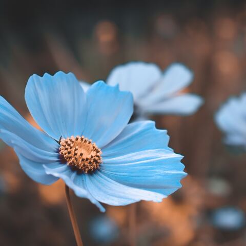 Μπλε λουλούδι