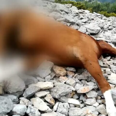 Νεκρό άλογο στην Πάρνηθα