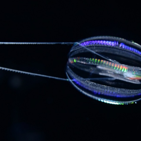 Βιολογία: Πώς έμοιαζαν τα πρώτα ζώα