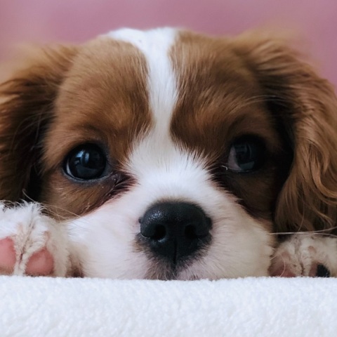 Ανήλικος κακοποίησε μικρό σκύλο στις Σέρρες