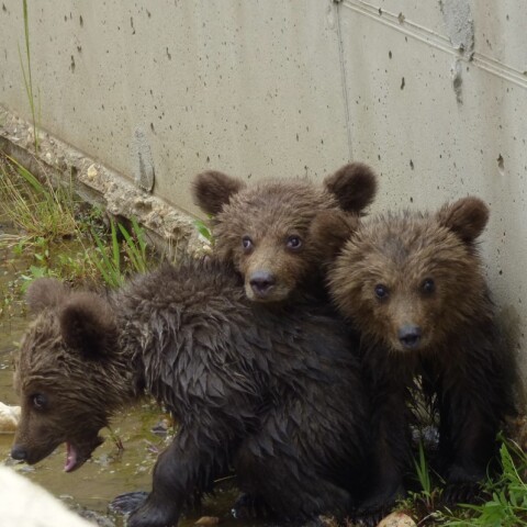 @ΑΡΚΤΟΥΡΟΣ/EUROKINISSI