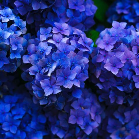 Μωβ λουλούδια