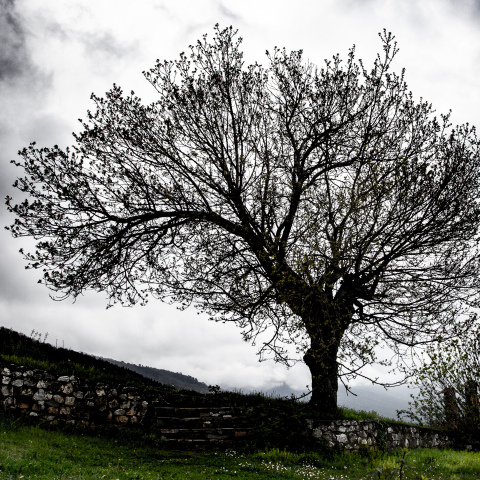 Δέντρο και σύννεφα