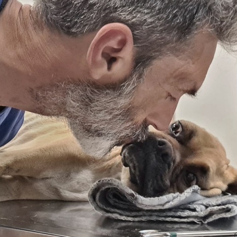 Ηλεία: Πέθανε η Νίκη, το σκυλί που βρέθηκε σκελετωμένο και αλυσοδεμένο στη Ζαχάρω