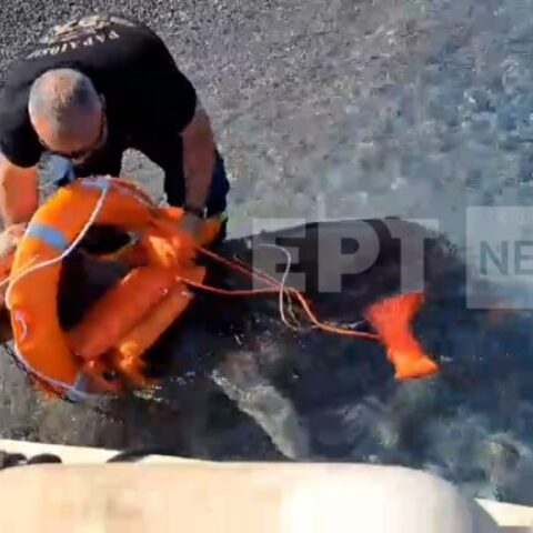 Επιχείρηση διάσωσης γαϊδουριών στην Κάρπαθο