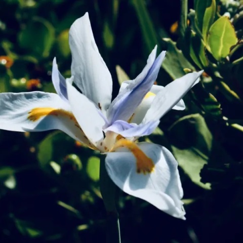 Εορτολόγιο: Σήμερα 7 Ιουνίου 2023 γιορτάζει…