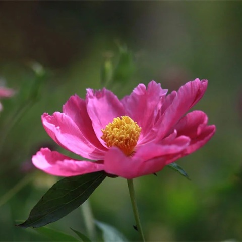 Εορτολόγιο: Σήμερα 8 Ιουνίου 2023 γιορτάζει…