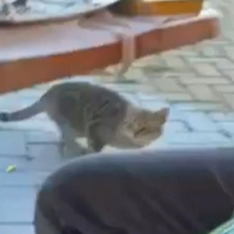 Θάσος: Περιστατικό κακοποίησης ζώου