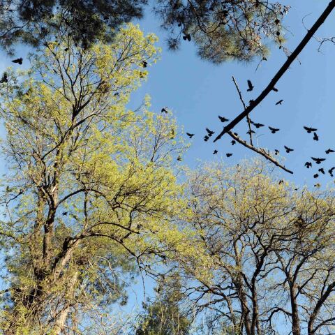 Κοράκια στο άλσος «Παυσίλυπο» της Καρδίτσας